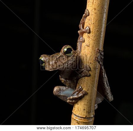Tropical tree frog, Osteocephalus taurinus. A treefrog from the Amazon raon forest with beautiful colored eyes. Macro of an exotic animal at night.