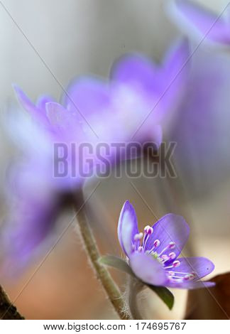 Blue spring wildflower liverleaf or liverwort, Hepatica nobilis. A delicate and fragile wild forest flower. Symbol for fragility soft focus image