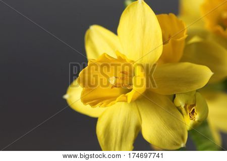 Flower of the Narcissus cyclamineus sort Tete a Tete.