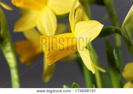 Flower of the Narcissus cyclamineus sort Tete a Tete.