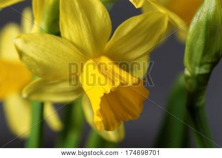 Flower of the Narcissus cyclamineus sort Tete a Tete.