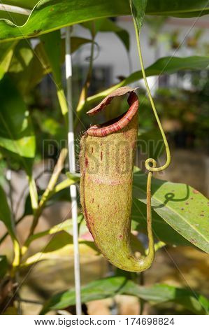 Nepenthes or monkey cups Tropical pitcher plants