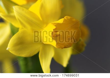 Flower of the Narcissus cyclamineus sort Tete a Tete.