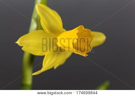 Flower of the Narcissus cyclamineus sort Tete a Tete.