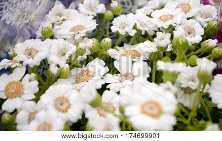 Several groveling and ordinary motley flowers day and night, the Latin name 