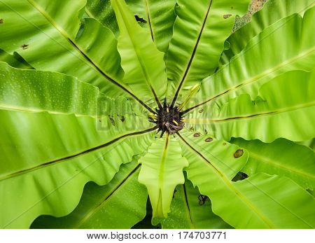 Fern (polypodiales) Plants At The Botanic Garden