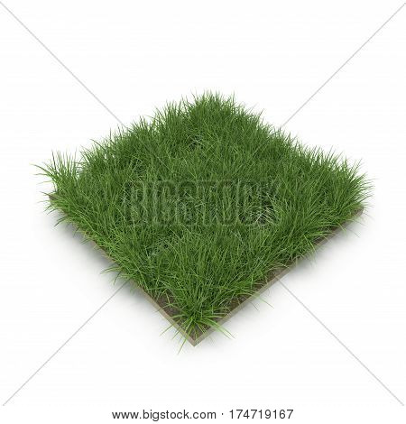 Square of Ryegrass Grass field over white background. 3D illustration