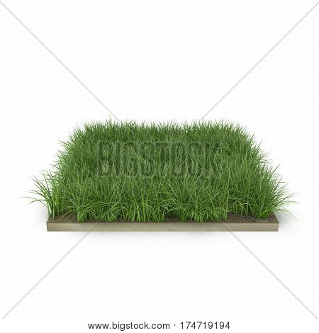 Square of Ryegrass Grass field over white background. 3D illustration