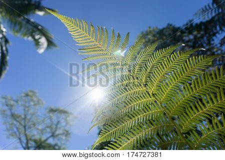 Fern frond ponga backlit by sun with lens flare and bokeh background against blue sky closeup Kerikeri New Zealand.