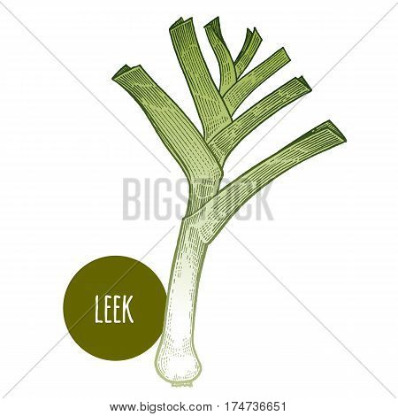 Leek. Hand drawing vegetables. Vector illustration art. Green and white. Vintage engraving. Kitchen design.