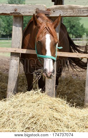 Thorougbred young horse chewing hay on the ranch