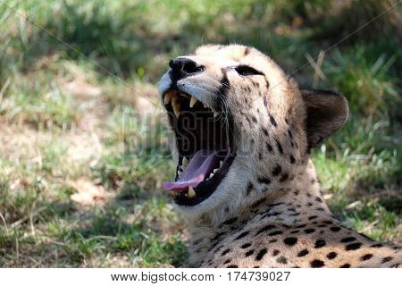 Cheetah; Acinonyx jubatus