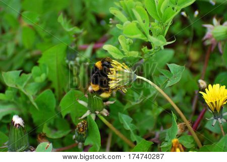 Bumble Bee on dandelion flower in springtime. Collecting nectar