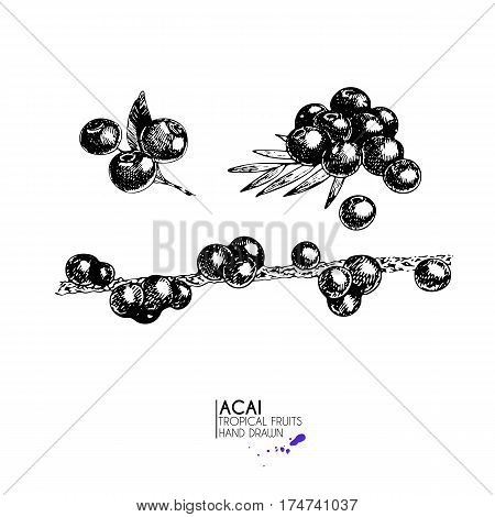 Vector hand drawn set of exotic fruits. Ioslated acai berrry set. Engraved art. Delicicous tropical vegetarian objects. Use for restaurant menu smoothie bowl market store party decoration meal
