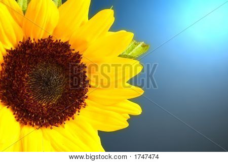 Flora