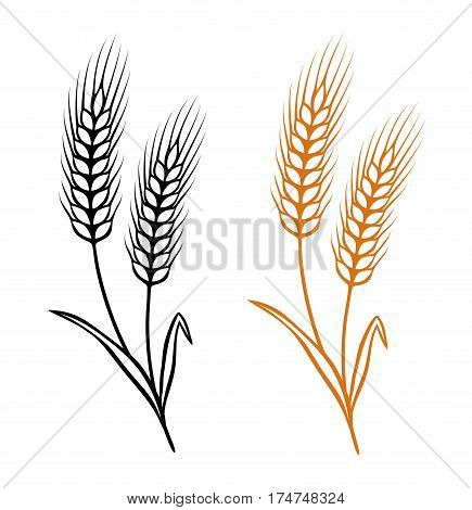 two isolated ears of wheat on white background