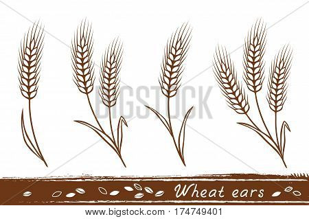 isolated wheat ears set with grain icons