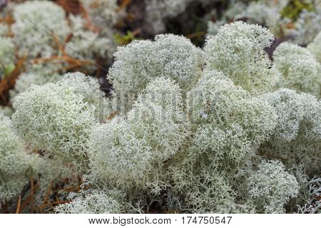 White reindeer moss photo star-tipped Reindeer Lichen Cladina stellaris. Arctic boreal zone nothern forest