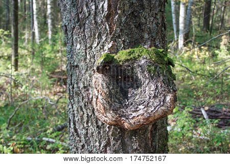 Inonotus obliquus on the trunk of a tree. Parasitic plant. On the background of green forest.
