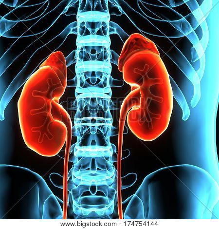 3D illustration of Human Body Organs (Kidneys with Urinary Bladder)
