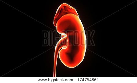 3D illustration of Human Body Organs (Kidneys with Urinary Bladder)