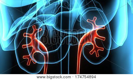 3D illustration Human body highlighted urinary system.