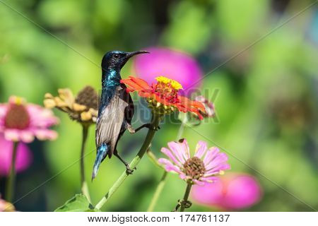 Image of a bird (purple sunbird) perched on flowers. Wild Animals.