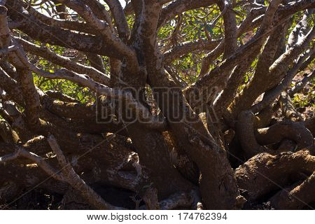 Arid territory of Lobos island, Canary, Spain. Euphorbia balsamifera plant. Tabaiba dulce. Lanzarote symbol