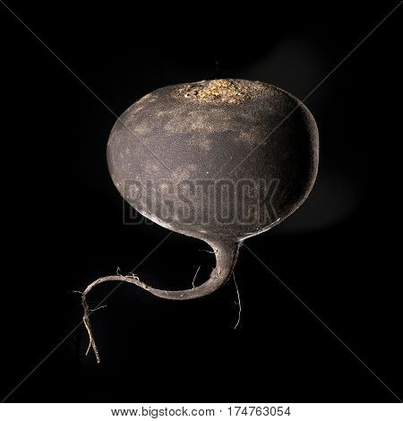 radish tuber on a black background with gray spine of the art object