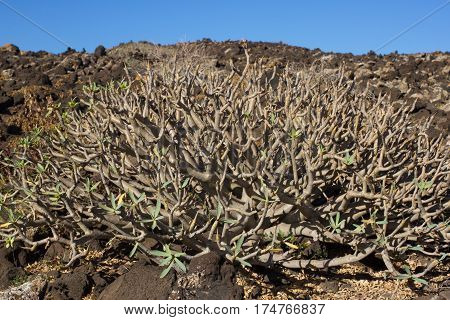 Arid territory of Lobos island, Canary, Spain. Euphorbia balsamifera plant. Tabaiba dulce. Lanzarote symbol