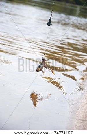Fishing. Bait for cat-fish - frog on hook on the river.