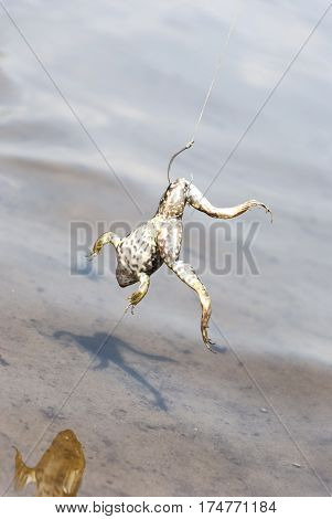 Fishing. Bait for cat-fish - frog on hook on the river.