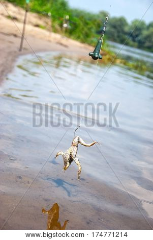 Fishing. Bait for cat-fish - frog on hook on the river.
