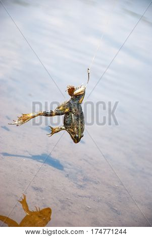 Fishing. Bait for cat-fish - frog on hook on the river.