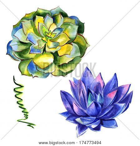 Wildflower succulentus flower in a watercolor style isolated. Full name of the plant: succulentus. Aquarelle wild flower for background, texture, wrapper pattern, frame or border.