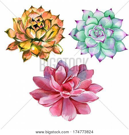 Wildflower succulentus flower in a watercolor style isolated. Full name of the plant: succulentus. Aquarelle wild flower for background, texture, wrapper pattern, frame or border.