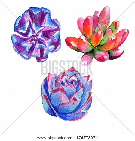 Wildflower succulentus flower in a watercolor style isolated. Full name of the plant: succulentus. Aquarelle wild flower for background, texture, wrapper pattern, frame or border.