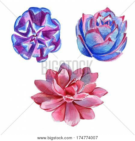 Wildflower succulentus flower in a watercolor style isolated. Full name of the plant: succulentus. Aquarelle wild flower for background, texture, wrapper pattern, frame or border.