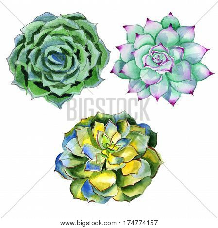 Wildflower succulentus flower in a watercolor style isolated. Full name of the plant: succulentus. Aquarelle wild flower for background, texture, wrapper pattern, frame or border.