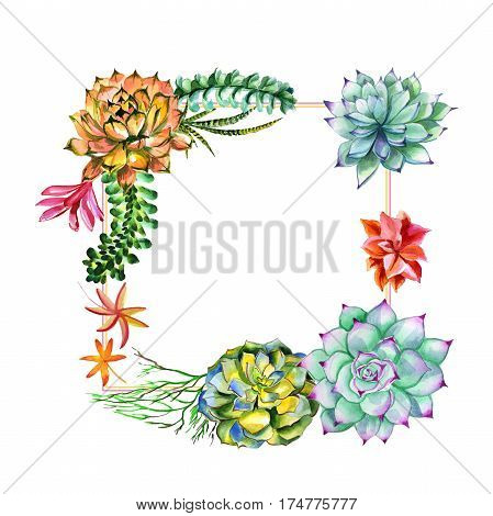 Wildflower succulentus flower frame in a watercolor style isolated. Full name of the plant: succulentus. Aquarelle wild flower for background, texture, wrapper pattern, frame or border.