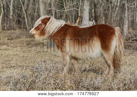 Omage of Little Pony Grazes near the Forest