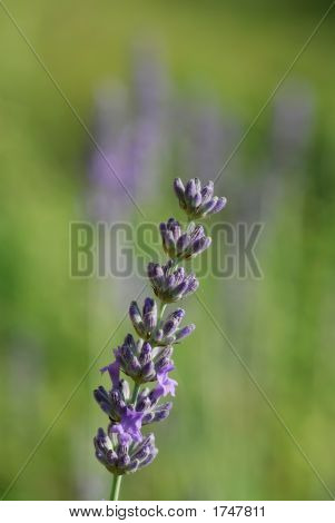 Assolo di lavanda