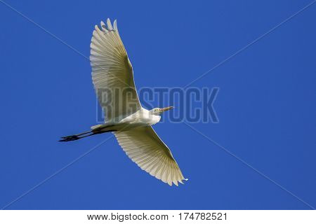 Image of egret flying in the sky. Heron. Wild Animals.