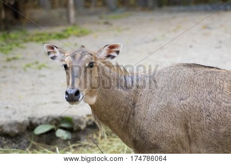 Image of a nilgai or blue bull on nature background. Wild animals.