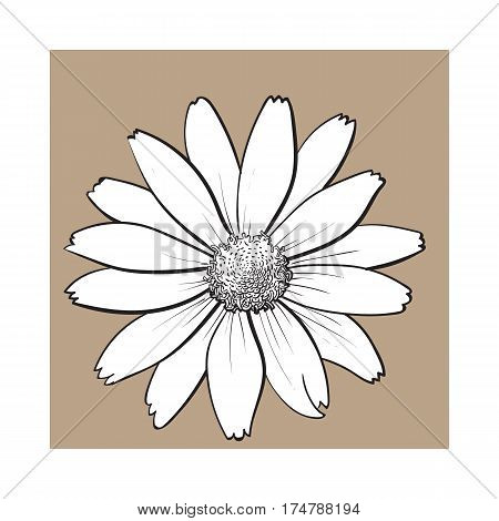 Openblack and white heliopsis blossom, top view, sketch style vector illustration isolated on brown background. Realistic top view hand drawing of wild, field heliopsis, false sunflower
