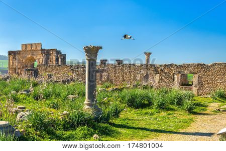 Ruins of Volubilis, a Berber and Roman city in Morocco. UNESCO world heritage site