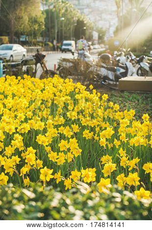 Bloomimg street in the center of Alanya, Antalya province, Turkey on sunny spring day. Yellow daffodils on Ataturk square in sunset light