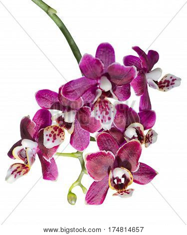 blooming twig of beautiful dark cherry orchid phalaenopsis is isolated on white background