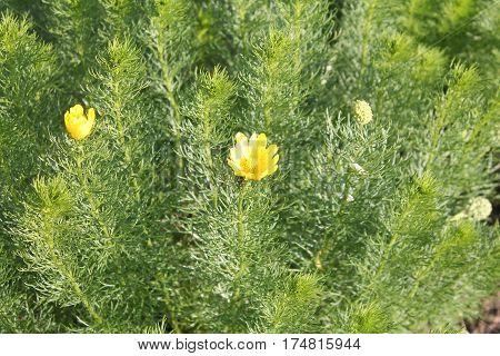 Yellow pheasant's eye (Adonis vernalis) medicinal plant