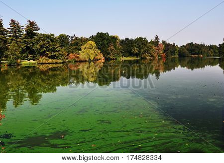 An european pond covered a lot of cyanobacteriagreen biofilm grows on the water